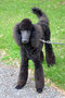 Pinot (Standard Poodle)