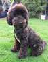 Snoopy (Spoodle)