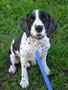 Trigger (English Springer Spaniel) 