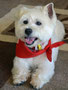 Mr. Miles (West Highland White Terrier)