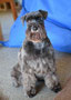 Ayla (Miniature Schnauzer)