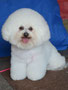 Maddy (Bichon Frise)