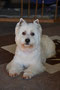 Buddy (West Highland White Terrier)