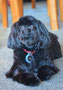 Moza (Shih Tsu,Poodle Cross)