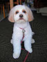 Indie (Cavalier,Lowchen Cross)