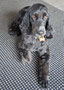 Bella (English Cocker Spaniel)