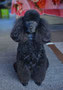 Coco (Miniature Poodle)