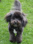 Tui (Bichon,Cairn Cross)