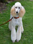 Venus (Standard Poodle)