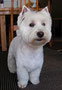 Ruben (West Highland White Terrier)