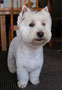Ruben (West Highland White Terrier)