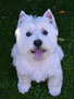 Sascha (West Highland White Terrier)