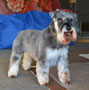 Denis (Miniature Schnauzer)