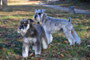 Boss and Buddy (Miniature Schnauzer)