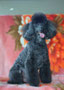 Jake (Toy Poodle)