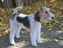 Prinsess Teddy (Wire Haired Fox Terrier)
