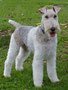 Tommy (Wire Haired Fox Terrier)