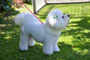 Lupin (Bichon Frise)