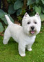 Scruffy (West Highland White Terrier)