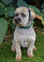 Oscar (Maltese,Chihuahua Cross)