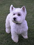 Molly (West Highland White Terrier)