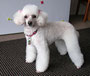 Jodi (Toy Poodle)