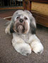 Indy (Lhasa Apso)