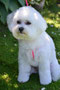 Timothy Cottontail (Lhasa,Bichon Cross)