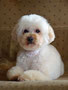 Teddy (Poodle,Bichon Cross)