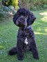 Snoopy (Spoodle)