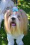 Fluke (Lhasa Apso)