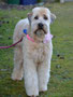 Bassy (Soft Coated Wheaton Terrier)