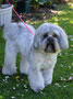 Indy (Lhasa Apso)
