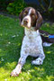 Tetley (English Springer Spaniel)