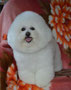Maddy (Bichon Frise)
