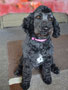 Snoopy (Spoodle)