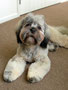 Indy  (Lhasa Apso)