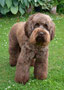 Charlie (Spoodle)