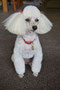 Jodi (Toy Poodle)