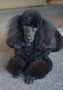 Lilly (Miniature Poodle)