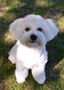 Miffy (Westy Cross)