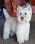 Ruben (West Highland White Terrier)