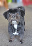 Kate (Lhasa Apso)