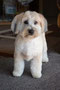 Asha (Bichon,Cairn terrier Cross)