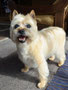 Harriet (Cairn Terrier)
