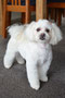 Ruby Eliza (Shih Tzu, Poodle Cross)