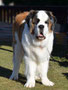 Hayes (St Bernard)