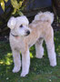 Jack (Soft Coated Wheaton Terrier)