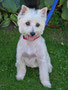 Buddy (Cairn,Bichon Cross)
