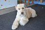 Harper (Soft Coated Wheaton Terrier)